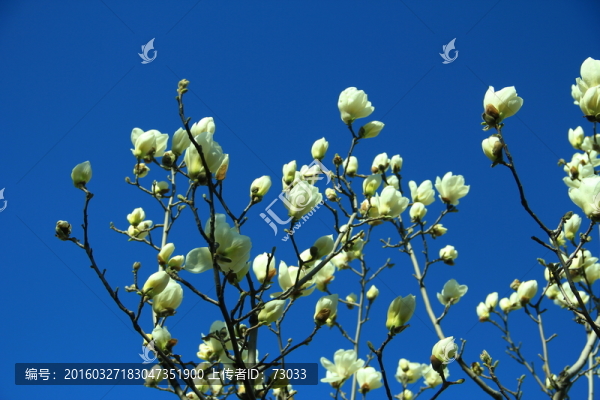 玉蘭花