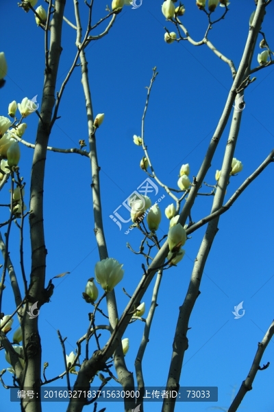 玉蘭花