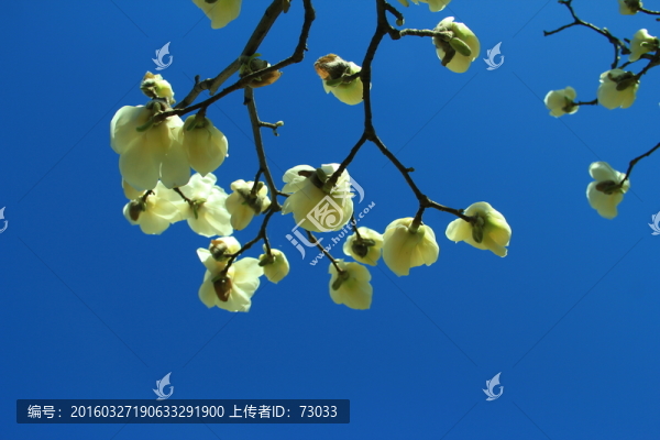 玉蘭