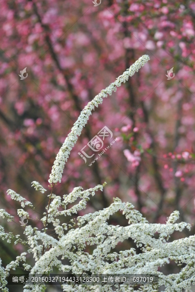 噴雪花綻放如雪花