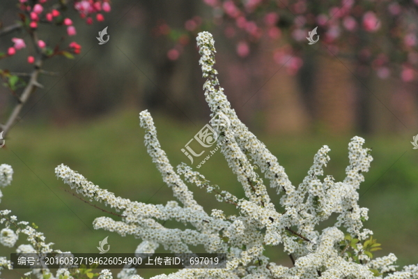 噴雪花綻放如雪花