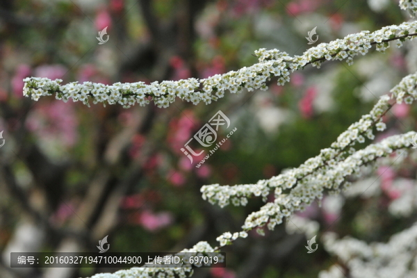 噴雪花綻放如雪花