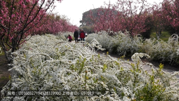 噴雪花綻放如雪花