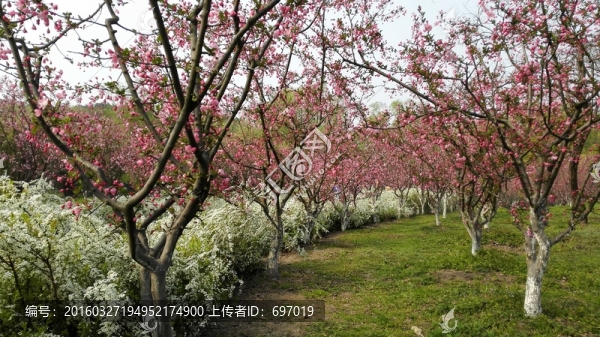 噴雪花綻放如雪花