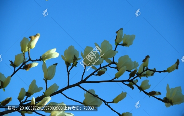 玉蘭-匯圖網(wǎng) www.fosd68.com 玉蘭