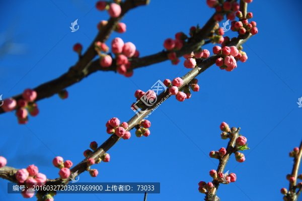 榆葉梅