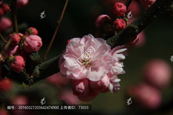 榆葉梅
