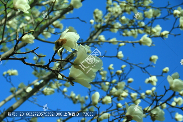 IM玉蘭
