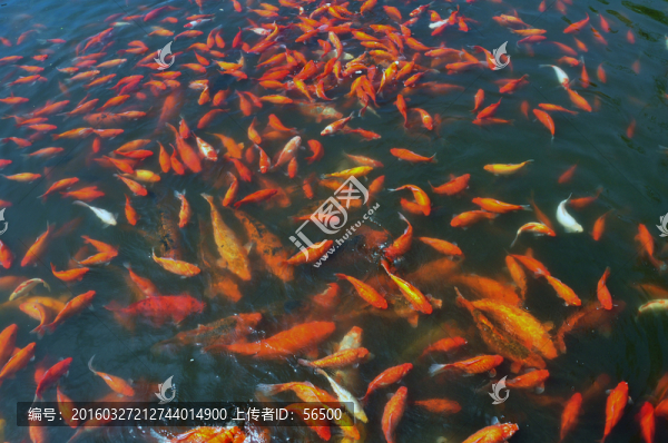金魚