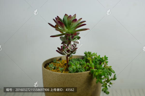 多肉植物組盆,紅稚蓮,雪絨