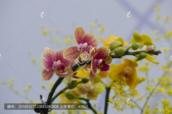 花卉,蝴蝶蘭