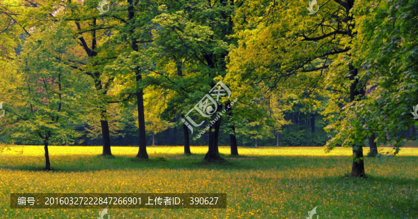 樹林和草地
