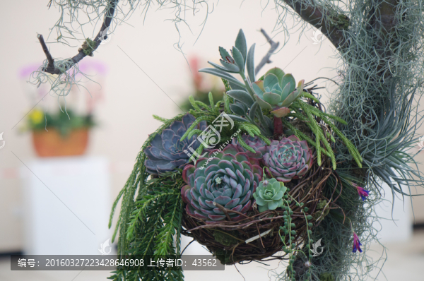 多肉植物,盆栽,盆景