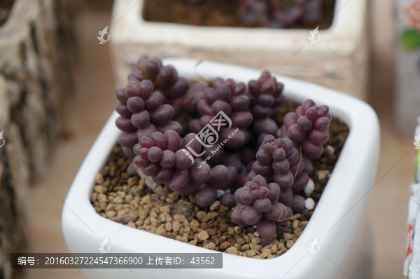 多肉植物,盆景