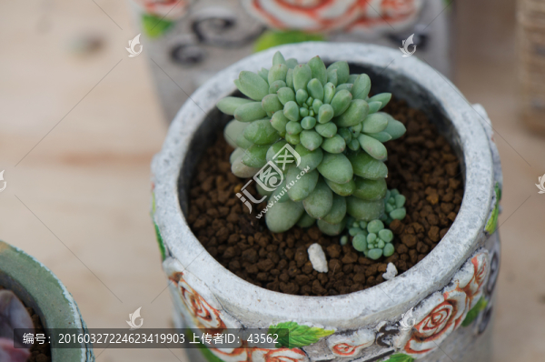 多肉植物,盆景,盆栽