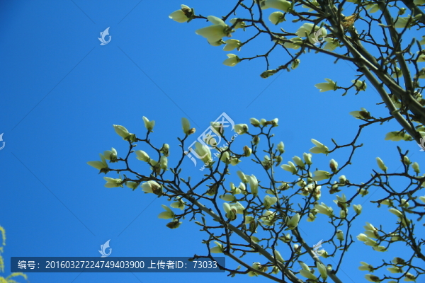 玉蘭