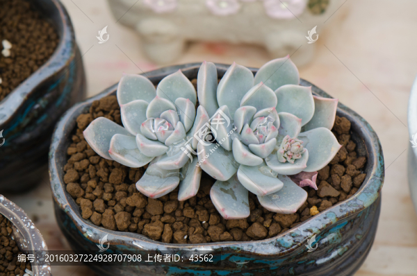多肉植物