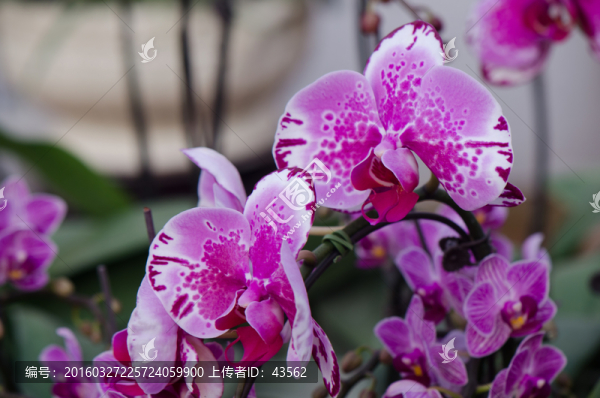 蝴蝶蘭,花卉