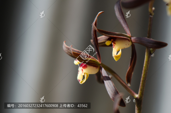 報歲蘭,蘭花