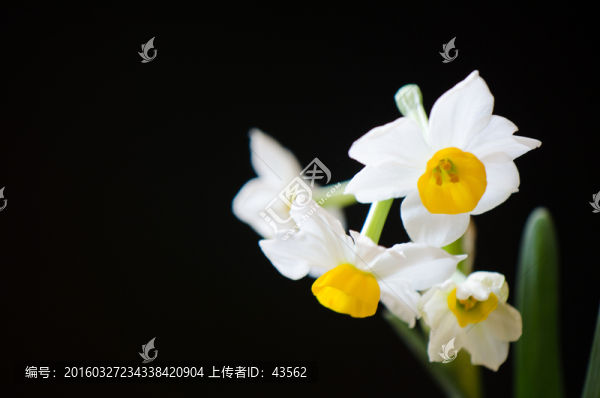 水仙花