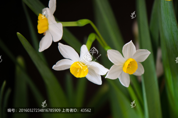 花朵,水仙花