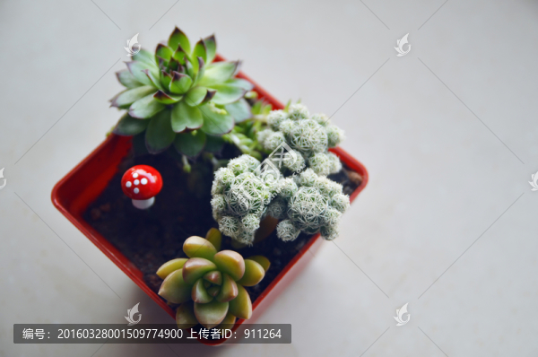 多肉植物