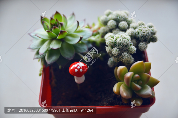 多肉植物