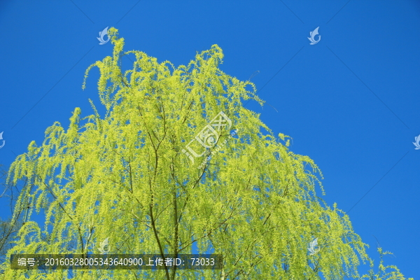 柳條