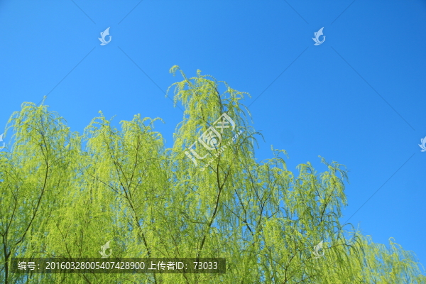 柳條