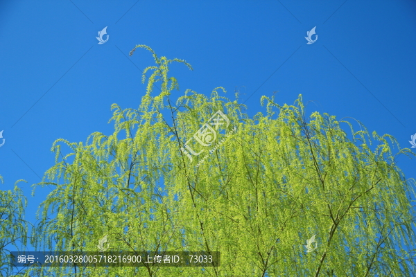 鵝黃柳條