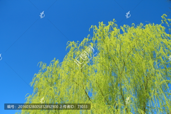 鵝黃柳條