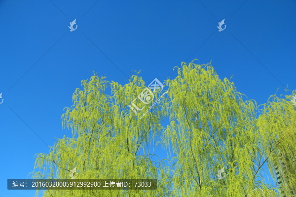 鵝黃柳條