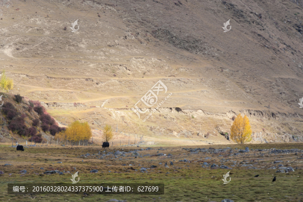 新都橋風光