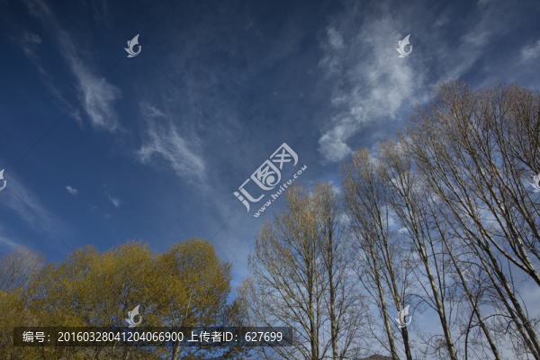 藍(lán)天下的樹