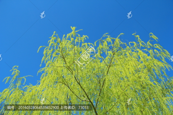 鵝黃柳枝