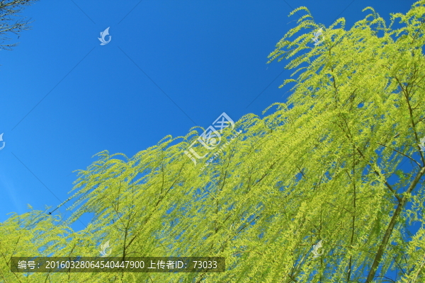柳枝