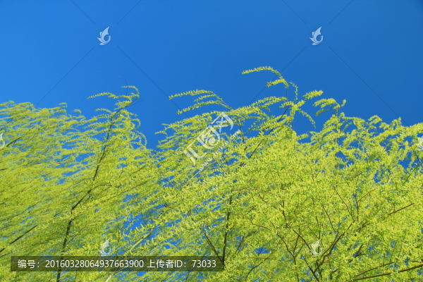 柳枝