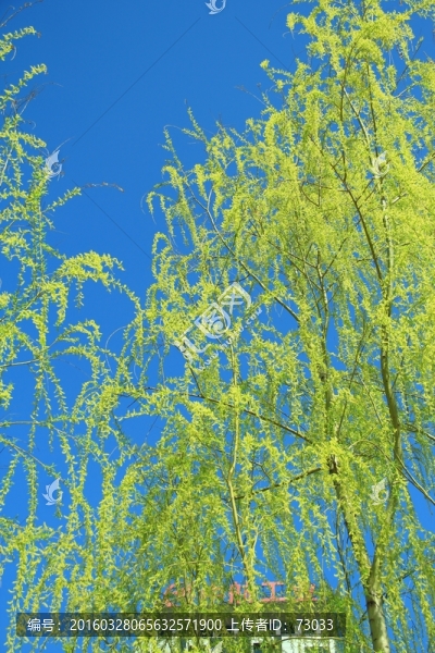 柳枝