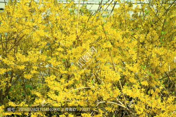 迎春花