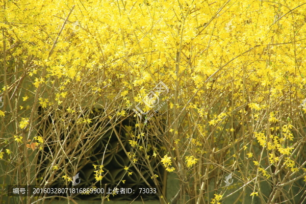 迎春花