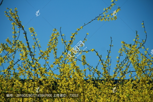 迎春花
