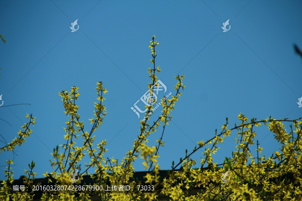迎春花