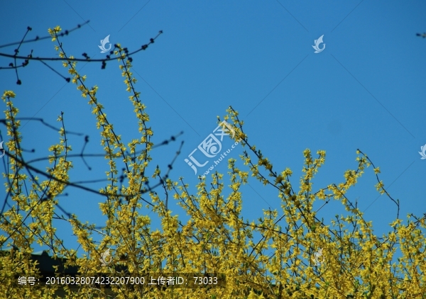 迎春花