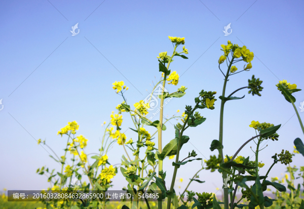 油菜花