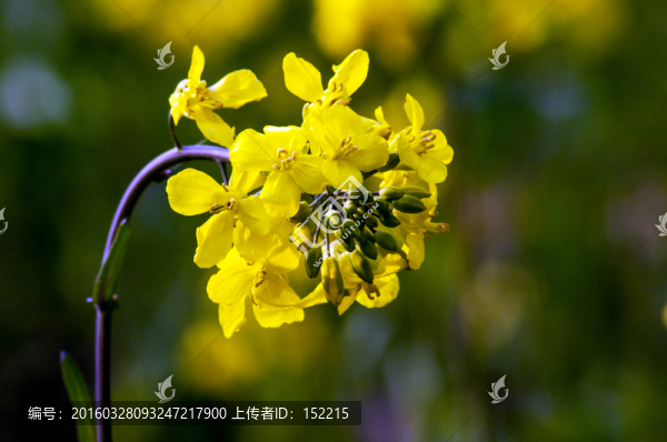 油菜花