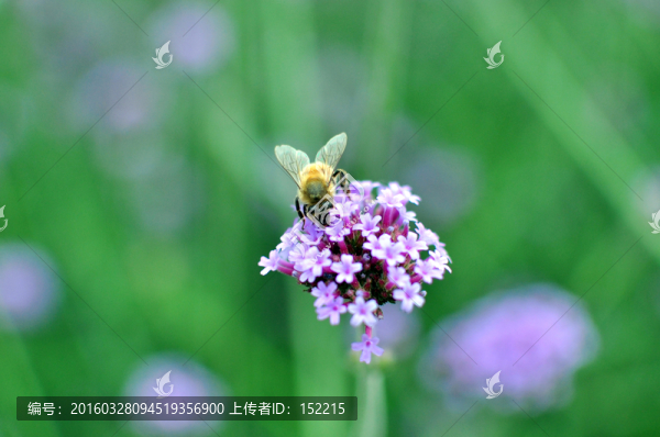 蜜蜂采蜜