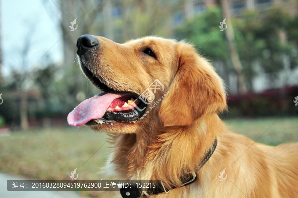 金毛巡回獵犬