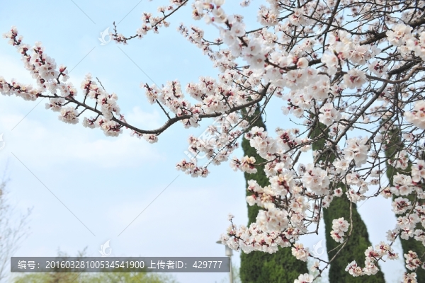 盛開(kāi)的杏花