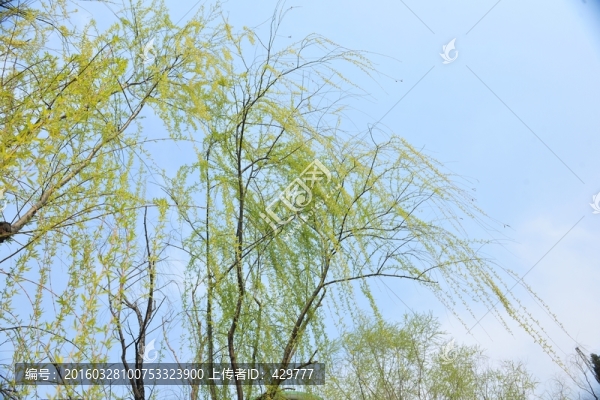 柳樹,,清明節(jié),,垂柳,,,春
