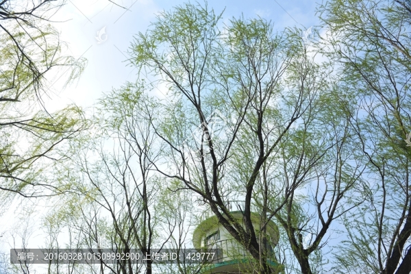 柳樹,,參天柳樹,,樹枝